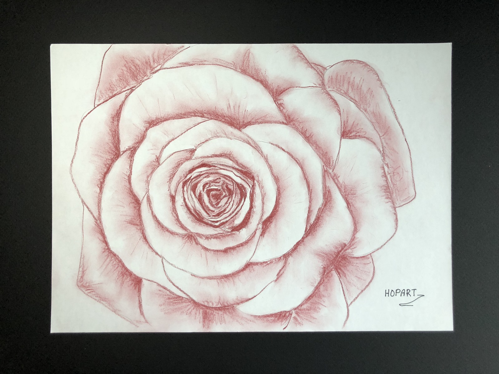 Rose on paper with pencils 30 x 40 cm