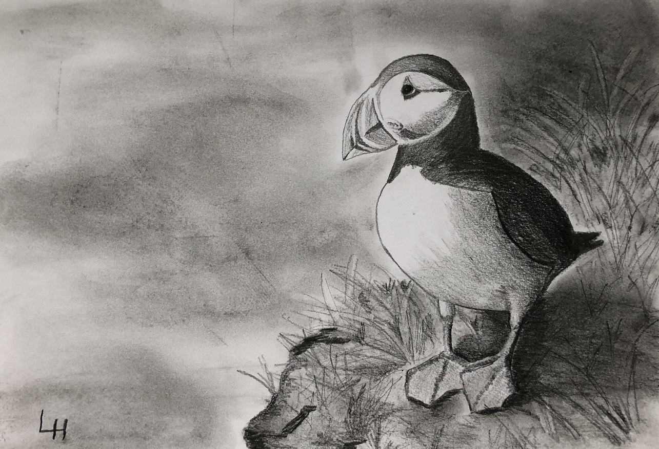 Puffin on paper with pencil, 30 x 40 cm